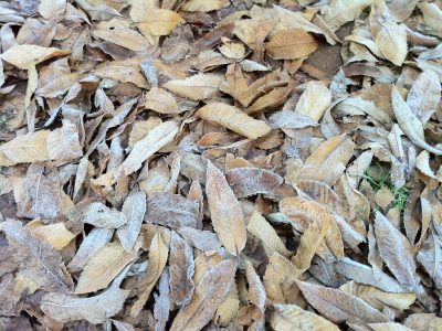 Frozen leaves