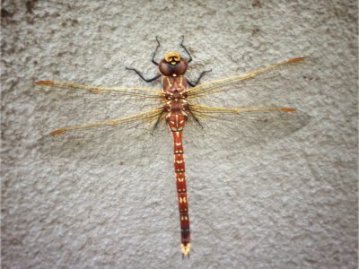 Dragonfly