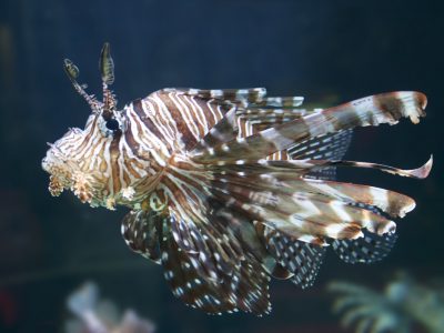 lionfish