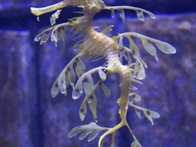 sea dragon